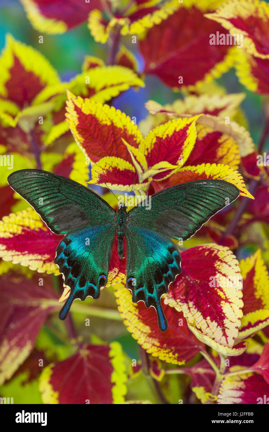 Gemeinsamen Schwalbenschwanz Tagpfauenauge, Papilio bianor Stockfoto