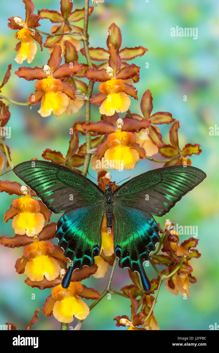 Gemeinsamen Schwalbenschwanz Tagpfauenauge, Papilio bianor Stockfoto