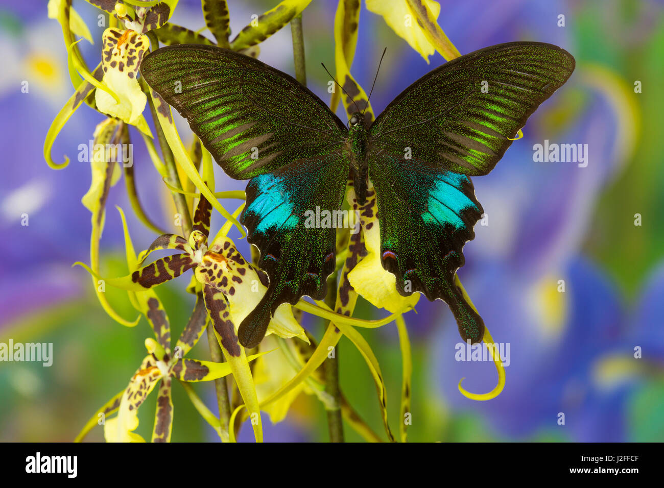 Gemeinsamen Schwalbenschwanz Tagpfauenauge, Papilio Polyctor Stockfoto