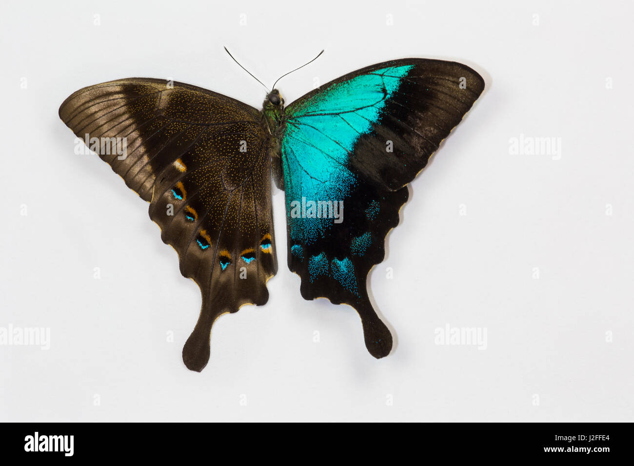 Papilio Pericles irisierenden blau Schwalbenschwanz Schmetterling Stockfoto