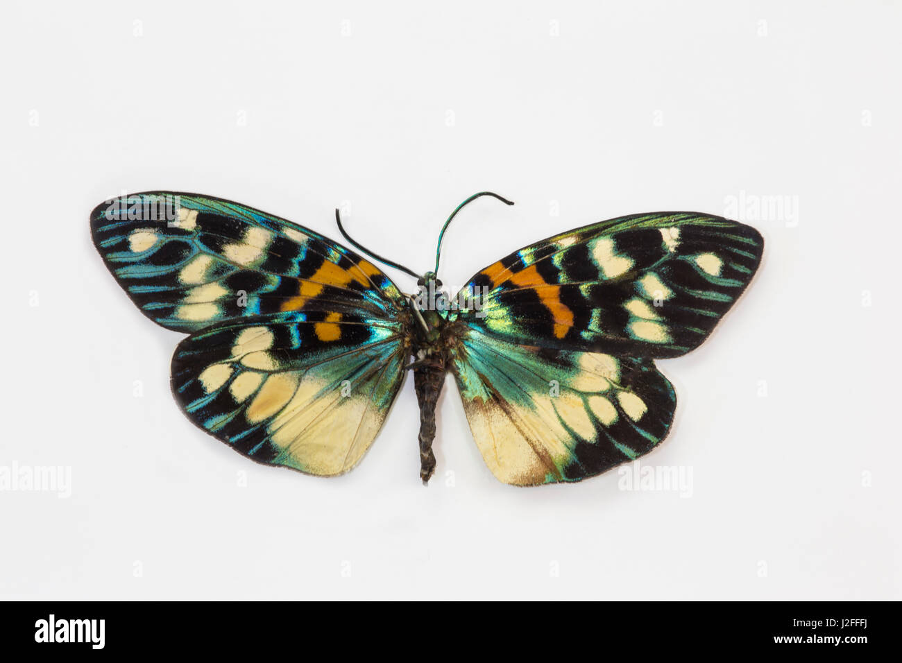 Pulchera Tag fliegen Motten Erasmia Chinensis, Vergleich der oberen Flügel rechts und links unten Flügel Stockfoto