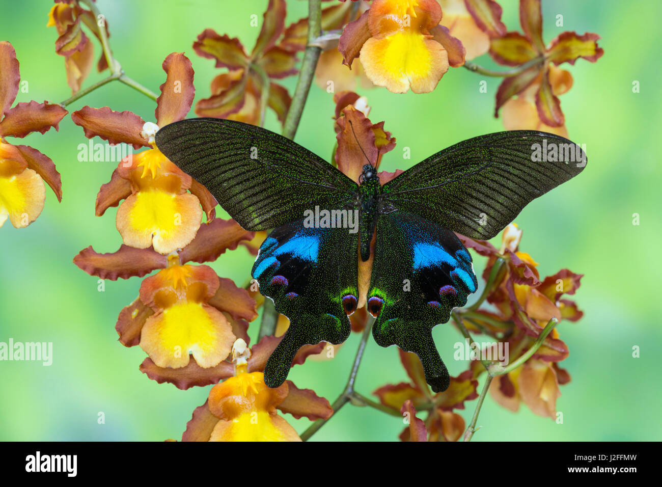 Das Tagpfauenauge Schwalbenschwanz Papilio arcturus Stockfoto
