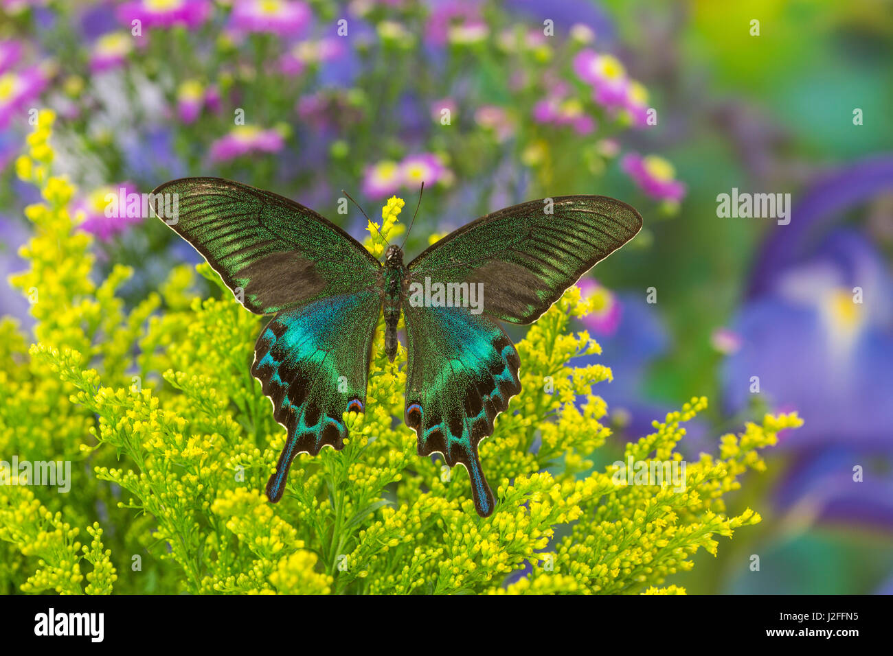 Die gemeinsame Tagpfauenauge Schwalbenschwanz, Papilio bianor Stockfoto