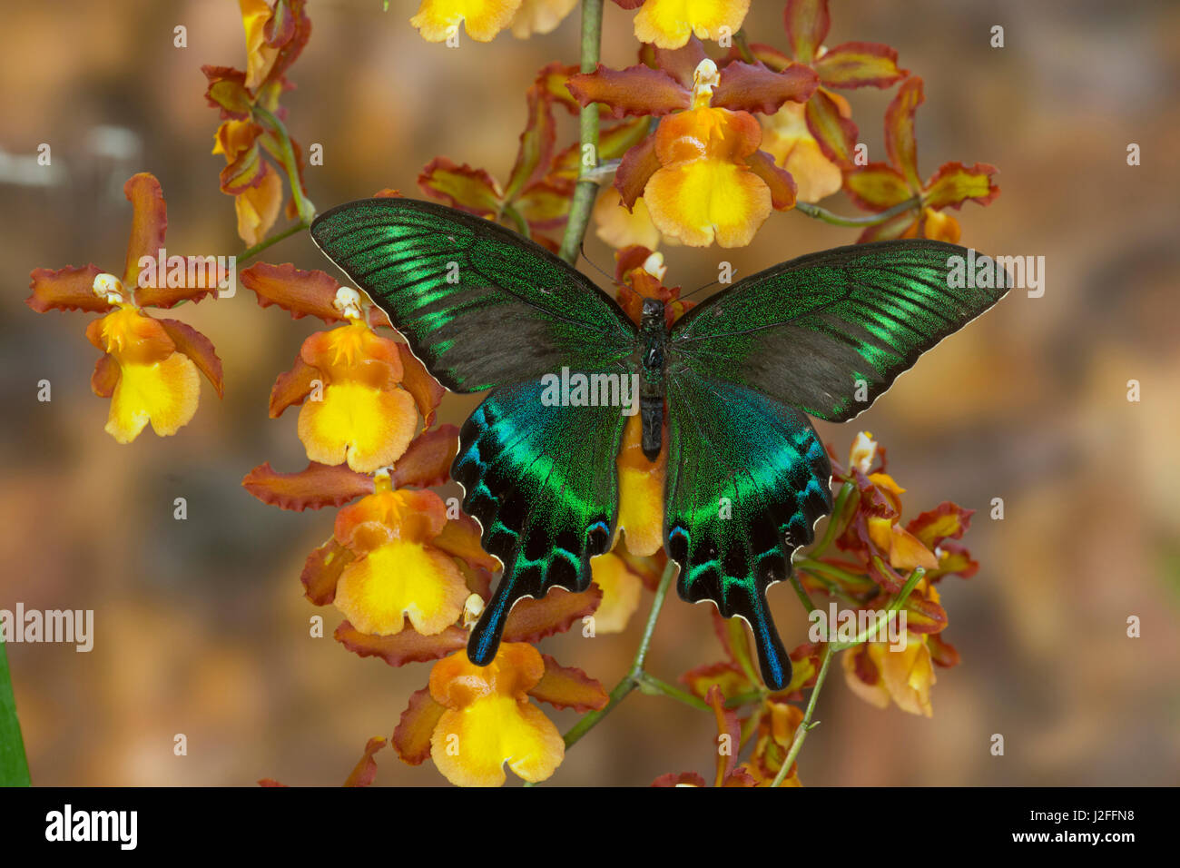 Die gemeinsame Tagpfauenauge Schwalbenschwanz, Papilio bianor Stockfoto