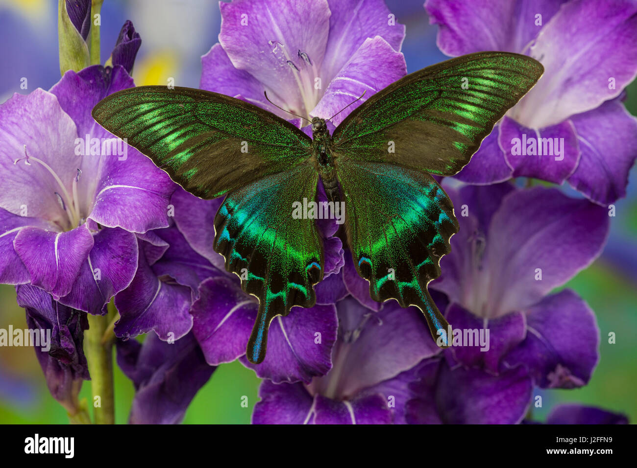 Die gemeinsame Tagpfauenauge Schwalbenschwanz, Papilio bianor Stockfoto