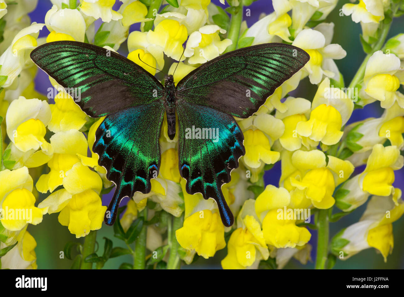 Die gemeinsame Tagpfauenauge Schwalbenschwanz, Papilio bianor Stockfoto