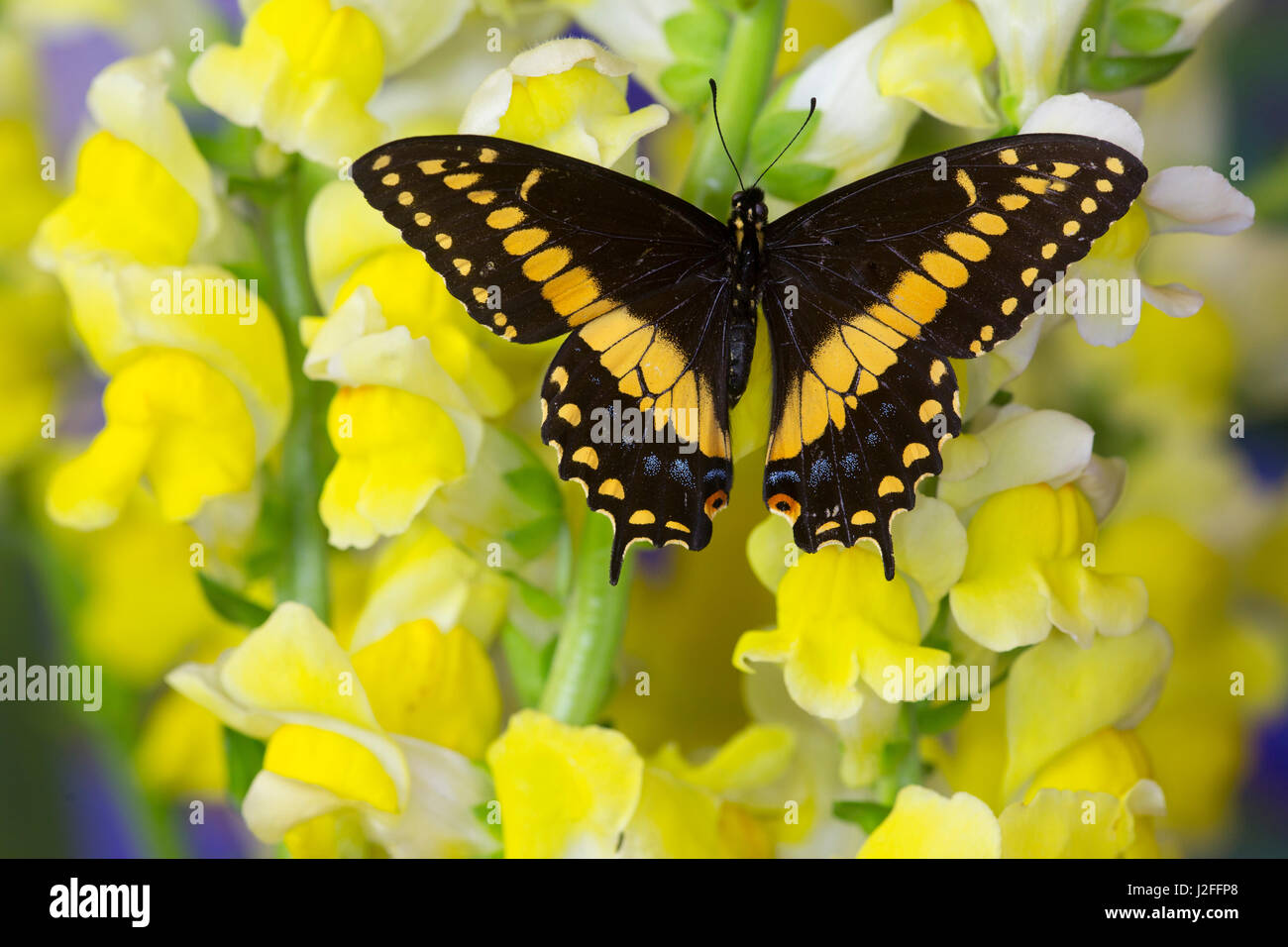 Schwarzen Schwalbenschwanz männlich aus Costa Rica, Papilio polyxenes Stockfoto