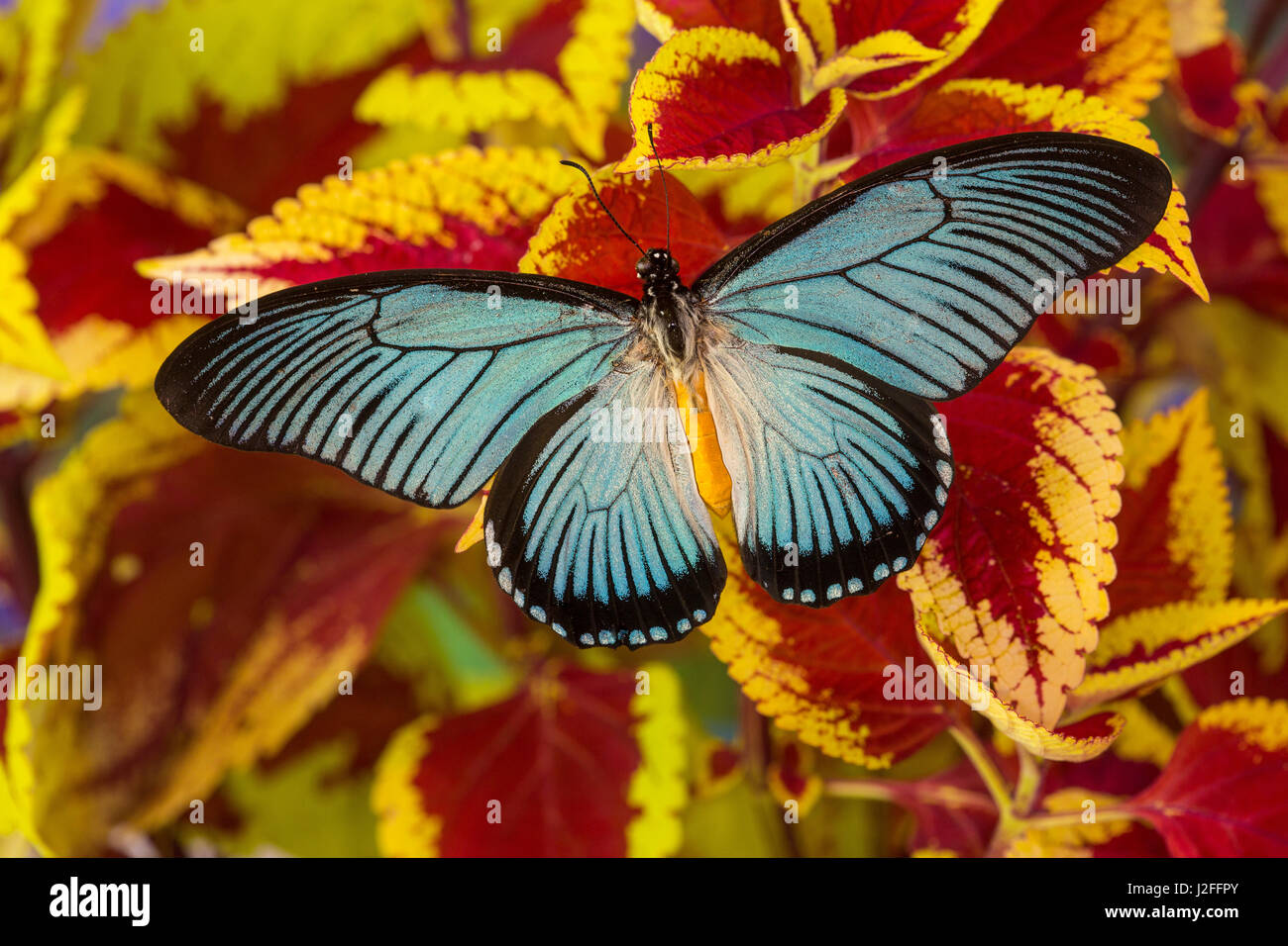 Afrikanischen Riesen blauen Schwalbenschwanz Schmetterling, Papilio zalmoxis Stockfoto