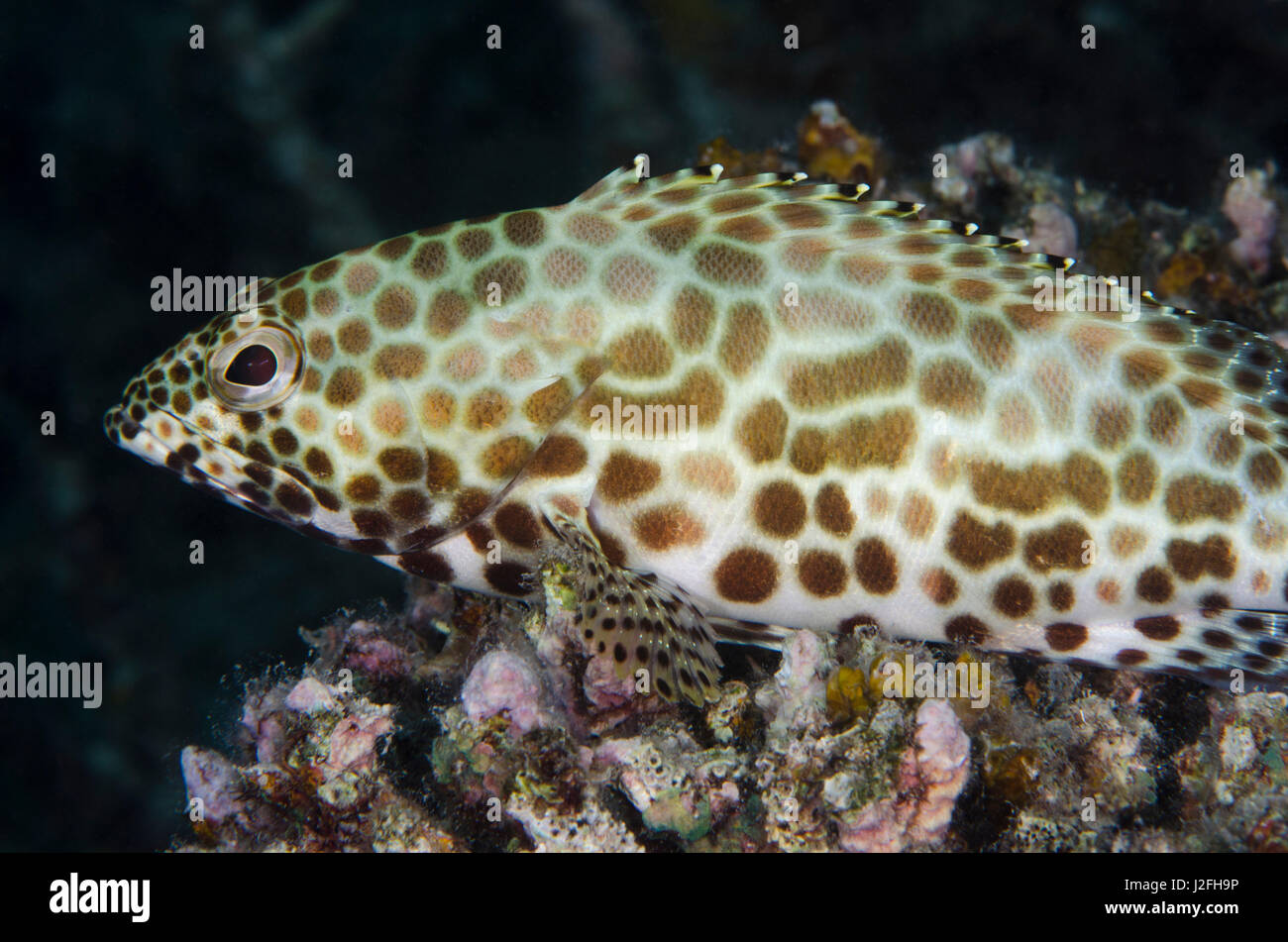 Waben Sie-Zackenbarsch (Epinephelus Merra), Rainbow Reef, Fidschi-Inseln. Stockfoto