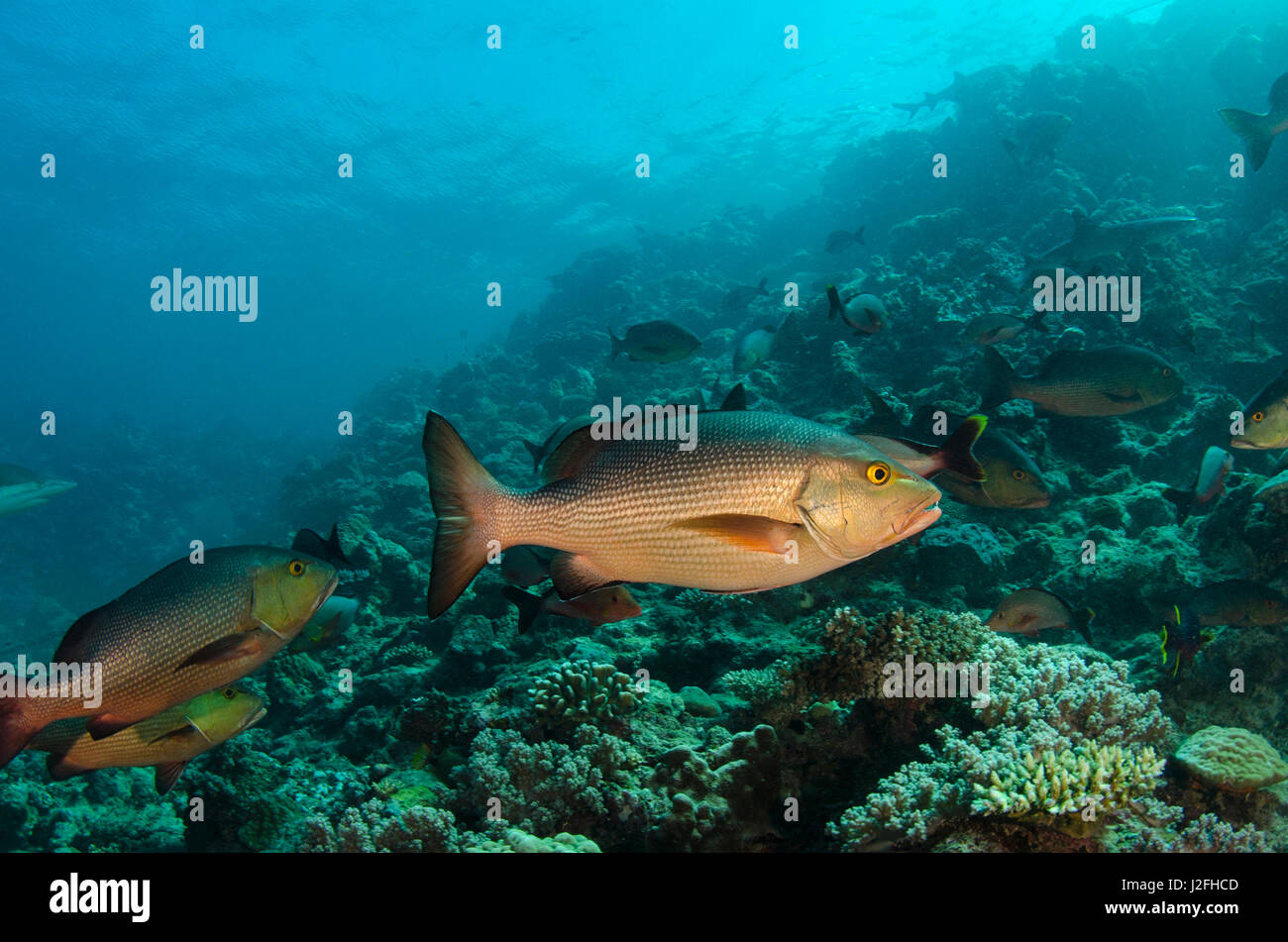 Schnapper (Lutjanus Bohar), im flachen Wasser am Korallenriff, Benga Lagune, Viti Levu, Fidschi-Inseln. Stockfoto