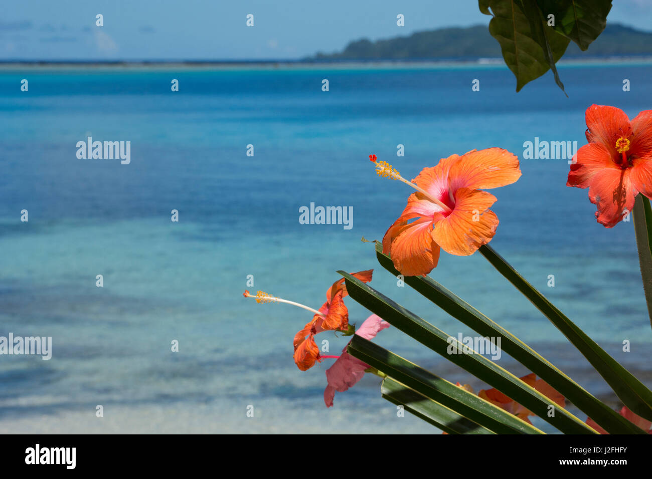 Melanesien, Solomon Inseln, Insel Owaraha oder Owa Raha (früher bekannt als Santa Ana), Dorf Gupuna aka Ghupuna. Kunstvoll arrangiert Hibiskusblüten am Strand von Owa Raha. Stockfoto