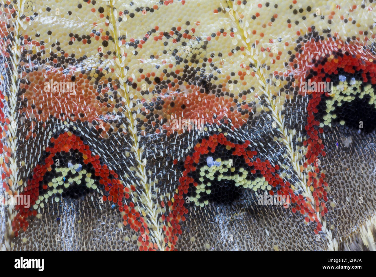 Nahaufnahme Detail Flügelmuster tropischer Schmetterling Stockfoto