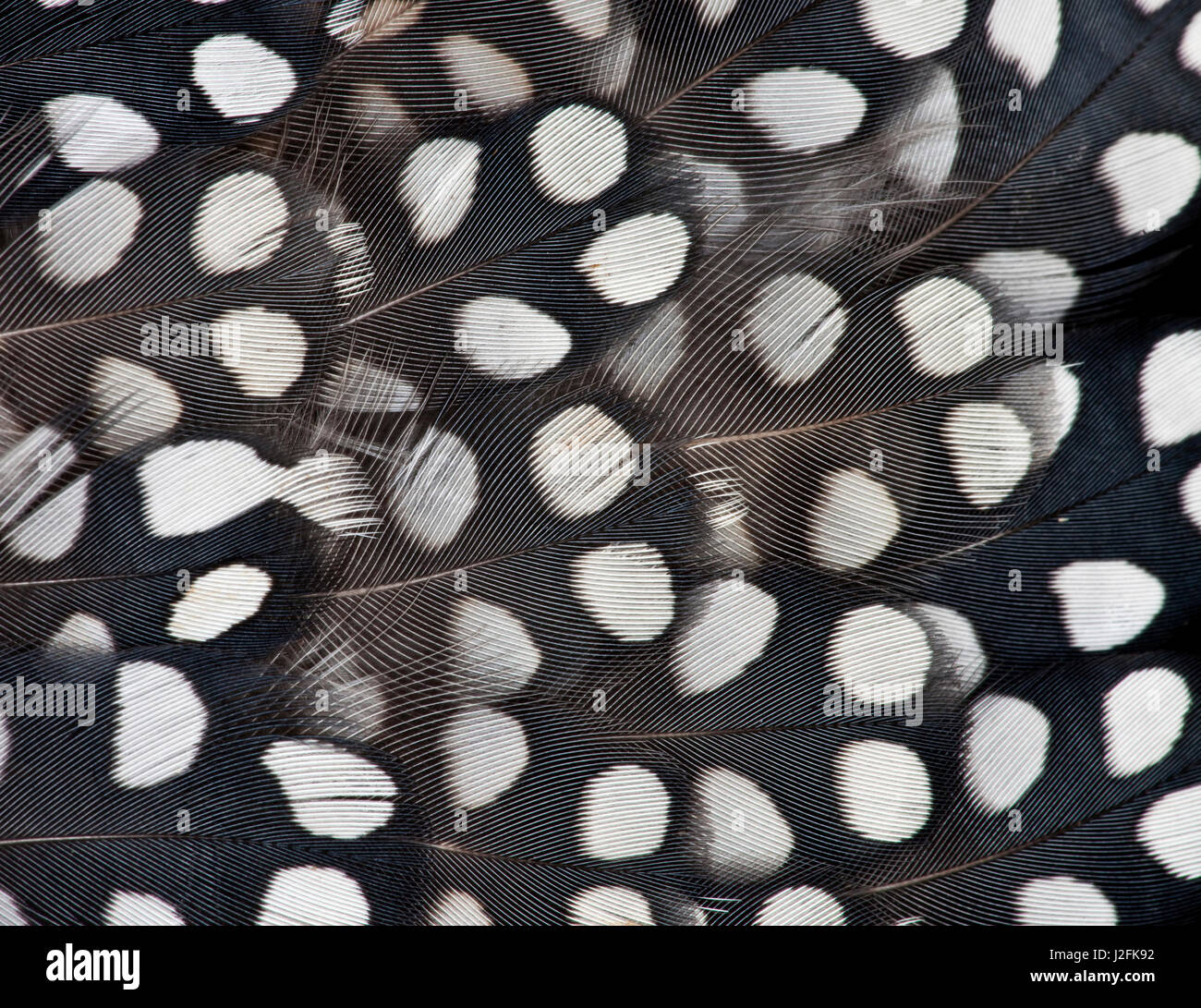 Mearns Wachtel weiß getupft schwarze Federn. Stockfoto