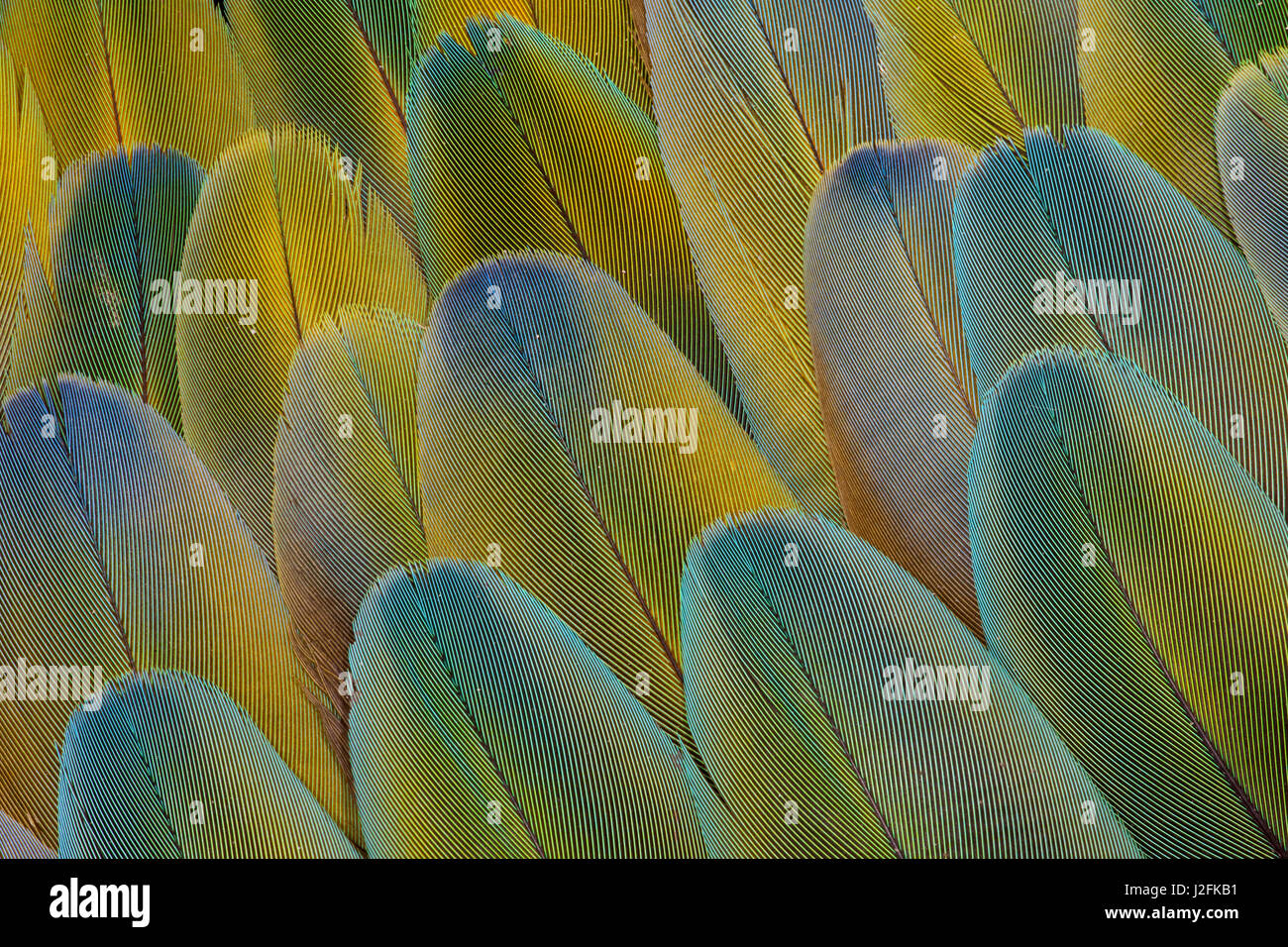 Verdeckte Flügelfedern von der Camelot-Ara Stockfoto