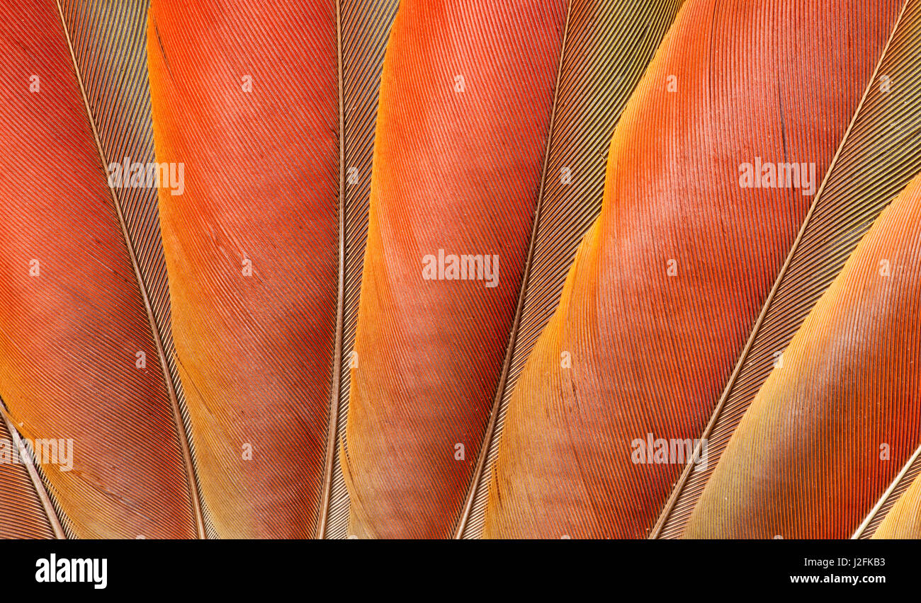 Unterseite Flügel Färbung der hellroten Aras Stockfoto