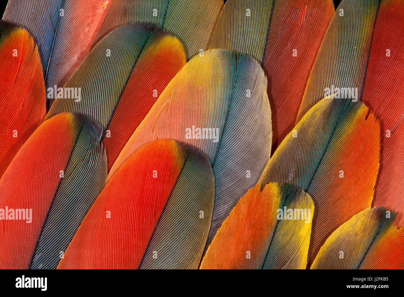 Unterseite Flügel Färbung der hellroten Aras Stockfoto