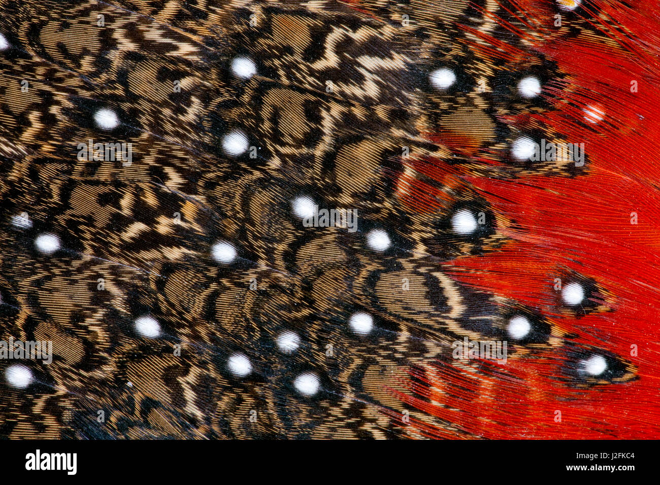 Tragopan Federn und weiße Flecken Stockfoto