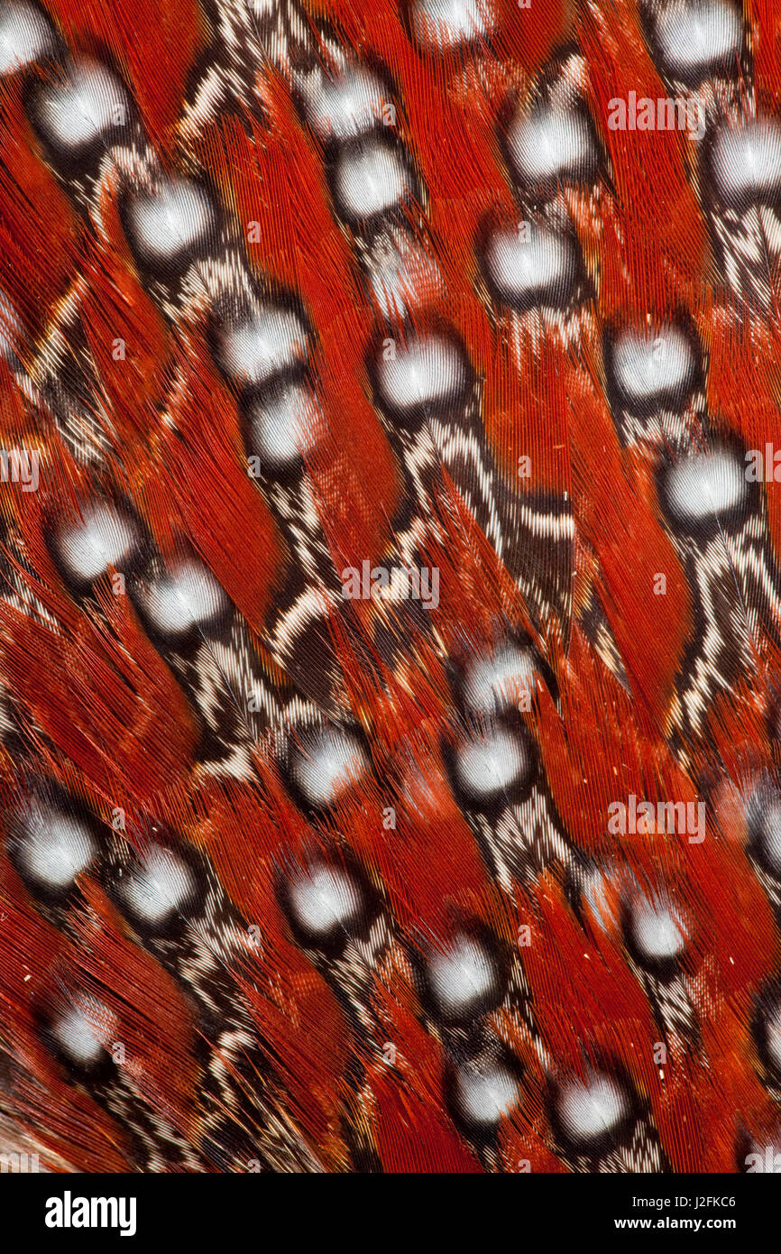 Tragopan Federn und weiße Flecken Stockfoto