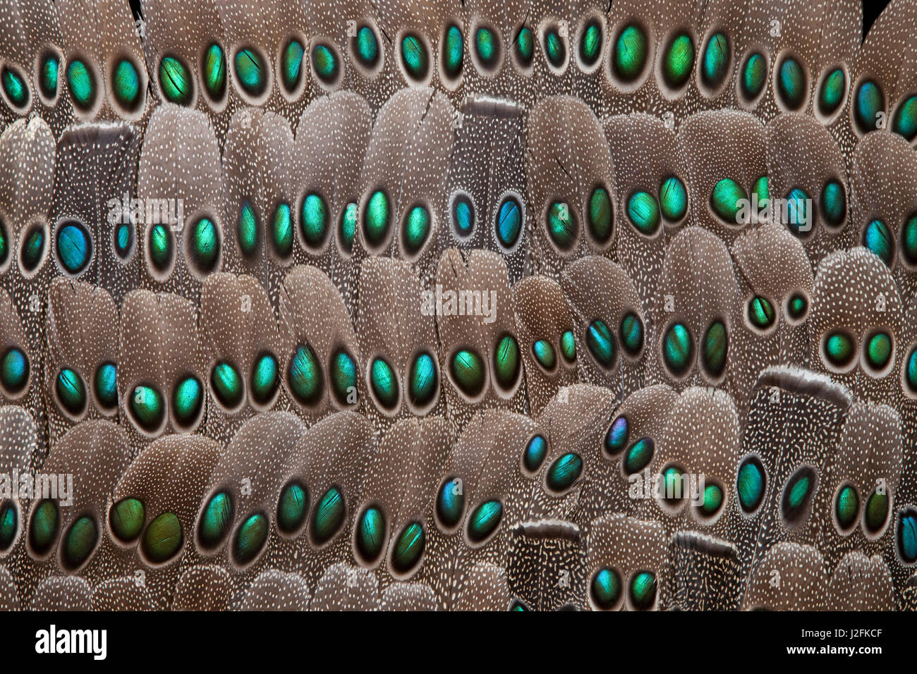 grauen Pfau Schwanzfedern Stockfoto