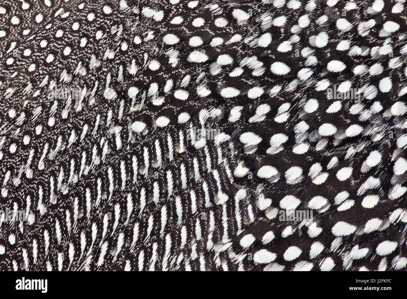 Behelmte Perlhuhn Federn in schwarz / weiß Stockfoto
