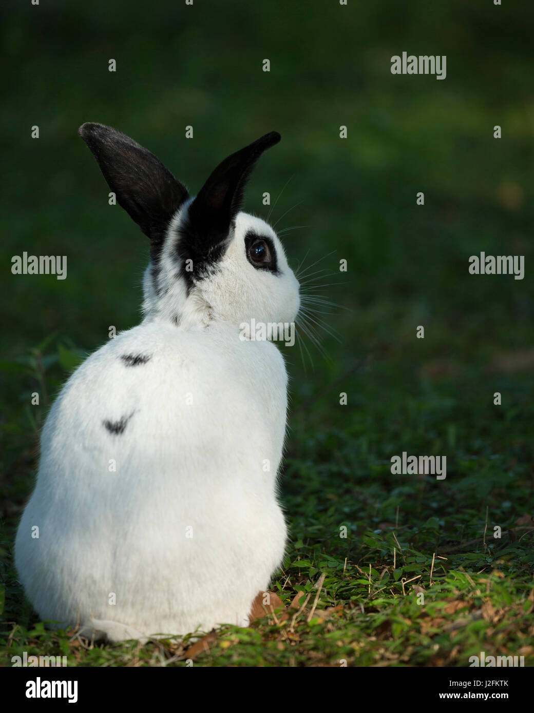 Schwarz / weiß-Rex Kaninchen, Oryctolagus cuniculus Stockfoto