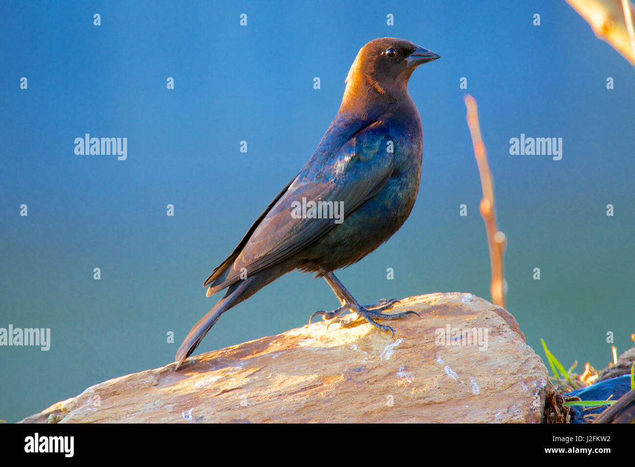 Unter der Leitung von Braun Kuhstärlinge (Molothrus Ater) ist eine kleine Brut parasitären Icterid der gemäßigten bis subtropischen Nordamerika. Männlich. Stockfoto