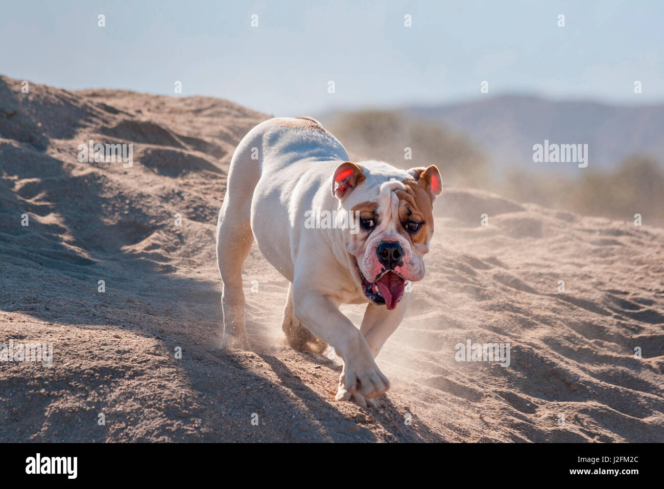 Bulldog auf einem sandigen Hügel (MR) Stockfoto