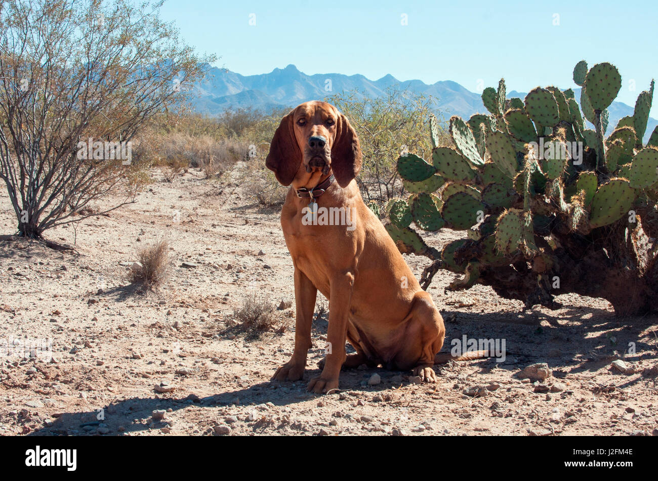 Bluthund sitzen in der Sonoran Wüste (MR) Stockfoto