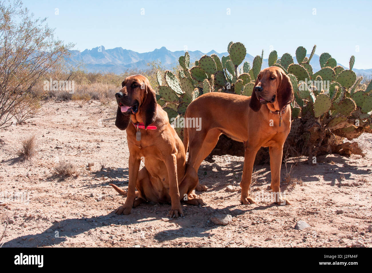 Bluthunde in der Sonora-Wüste (MR) Stockfoto