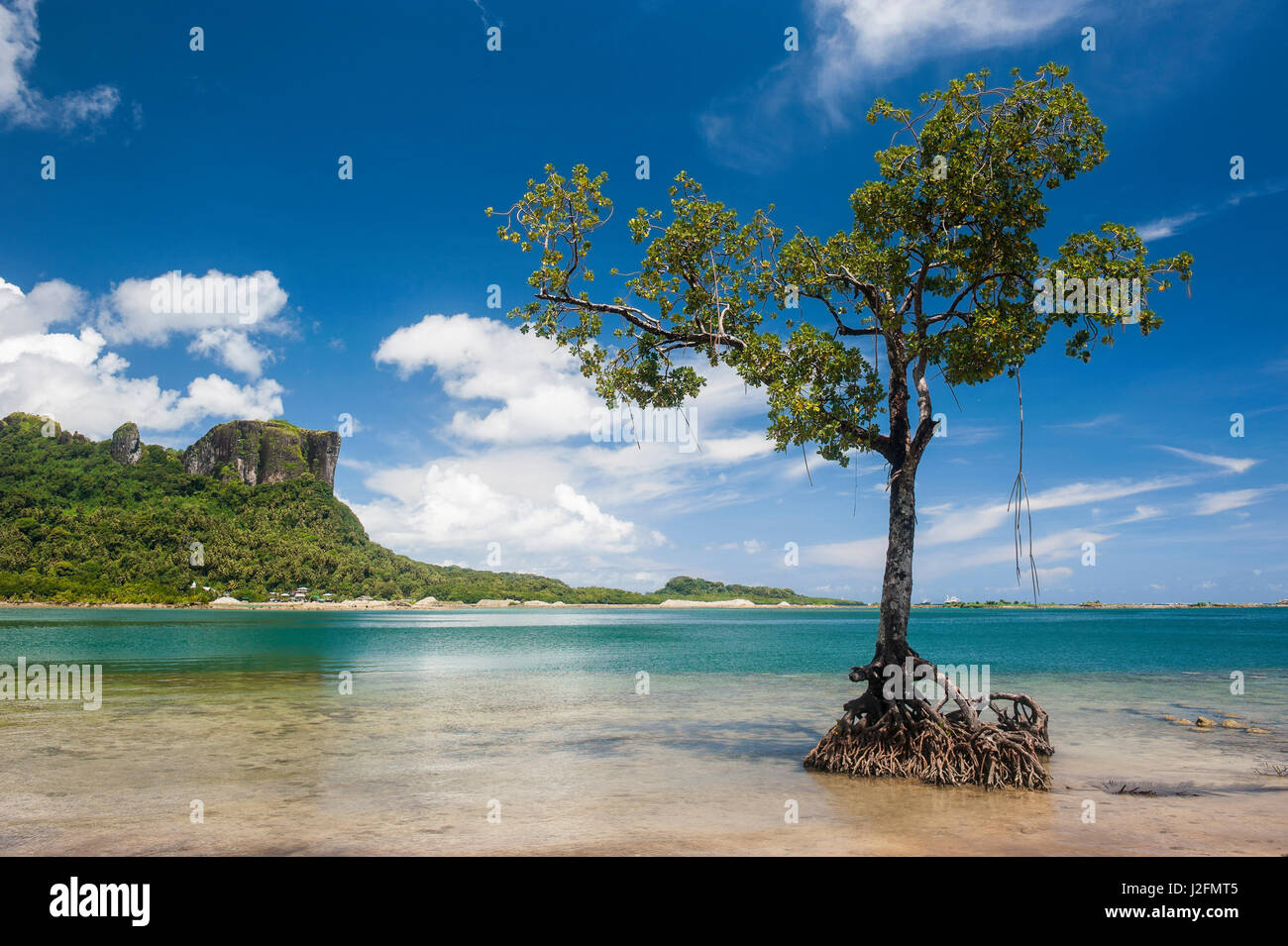 Einsame Mangrove Baum steht im Wasser vor der Sokehs Rock, Pohnpei, Mikronesien, Central Pacific Stockfoto