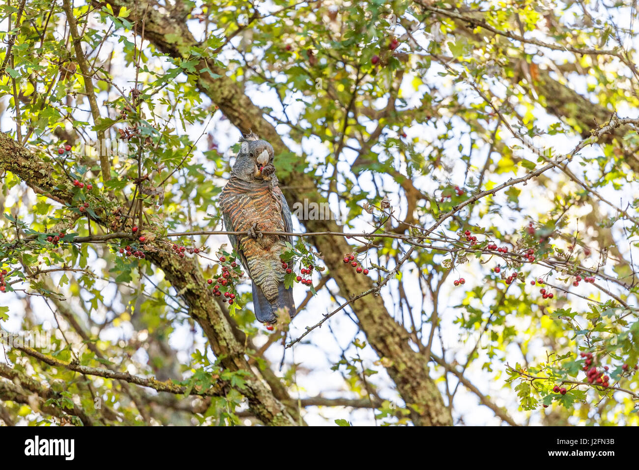 Bande Bande Kakadu Essen rote Beeren auf einem Baum in Australien Stockfoto