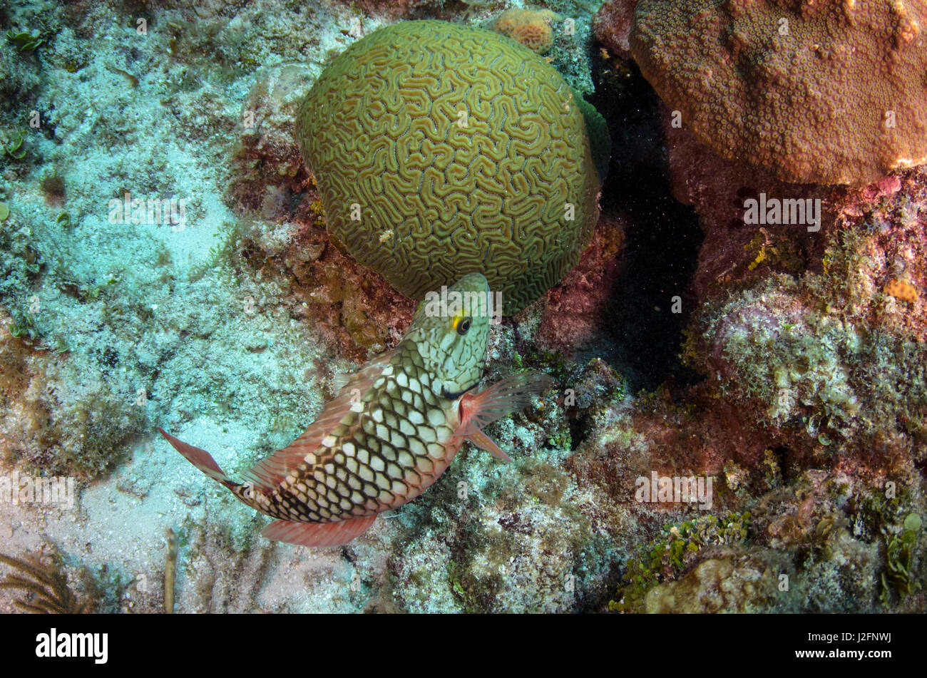 Stoplight Papageienfisch (Sparisoma Viride) Anfangsphase, Hol Chan Marine Reserve in der Nähe von Ambergris Caye und Caye Caulker, Belize Stockfoto