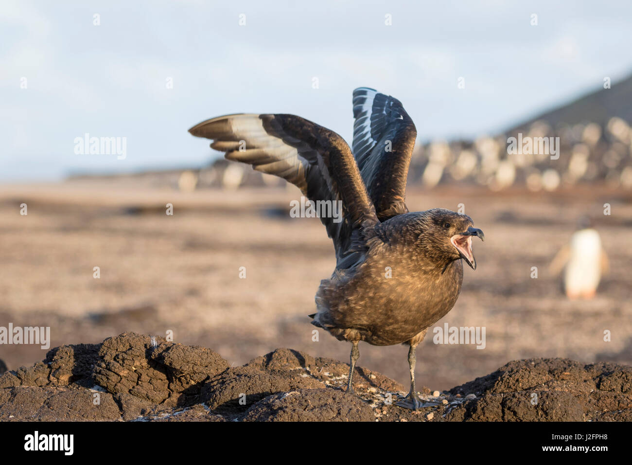 Falkland oder Brown Skua oder subantarktischen Skua (Stercorarius Antarcticus, Taxonomie im Streit). Typische Bedrohung Display. Hintergrund-Kolonie von Gentoo Penguins. Südamerika, Falkland-Inseln Stockfoto