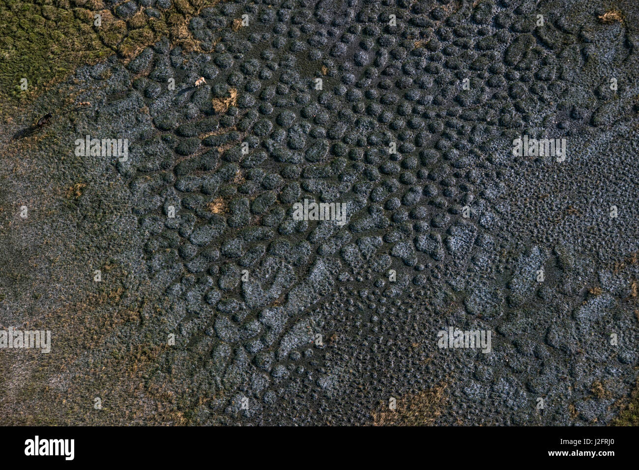 Grünland-Textur. Savanne Fisch, Guyana Stockfoto