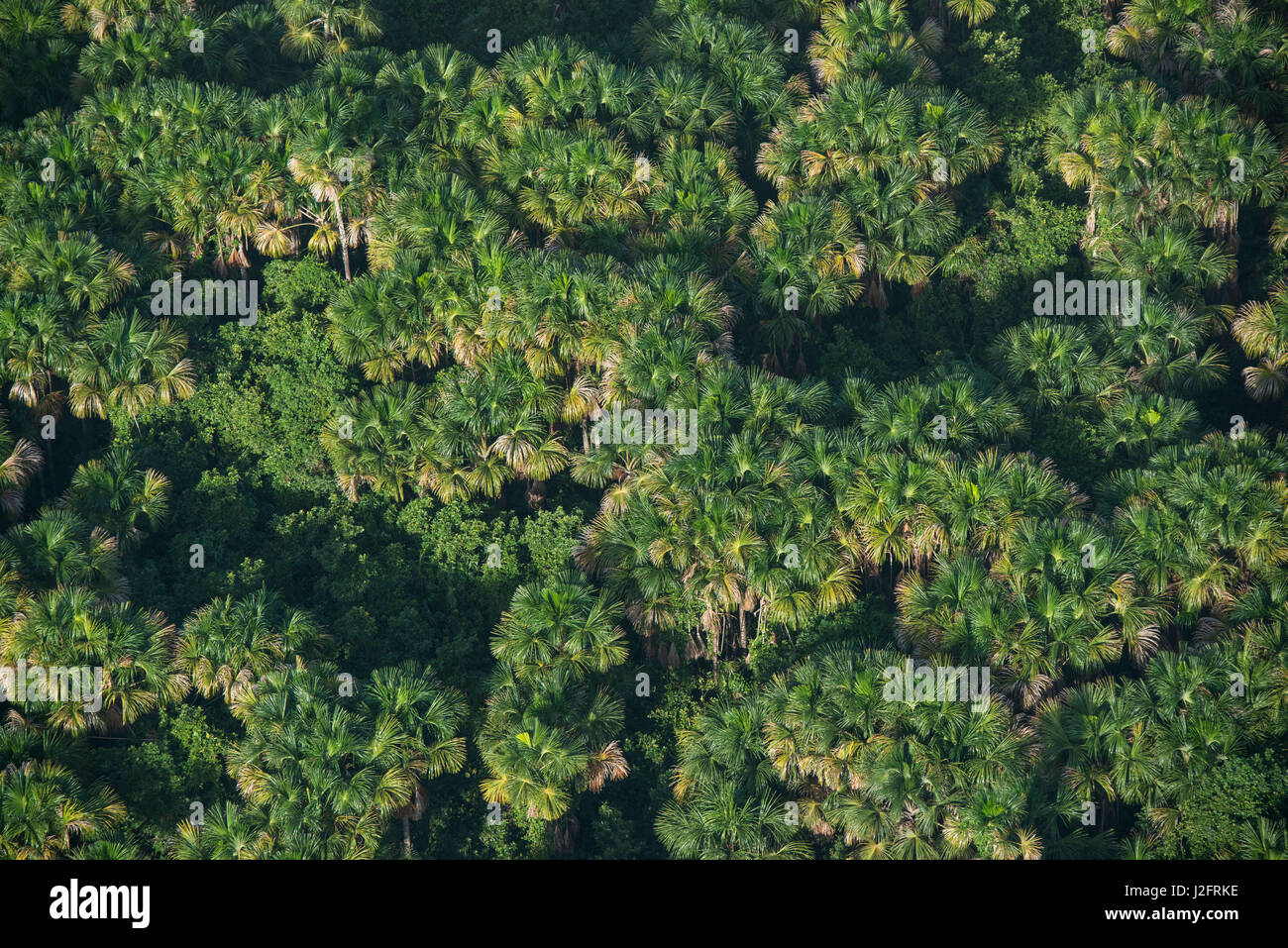 Mauritia (Moriche) Palmen (Mauritia Flexuosa) West Guyana. Für thatching verwendet Stockfoto
