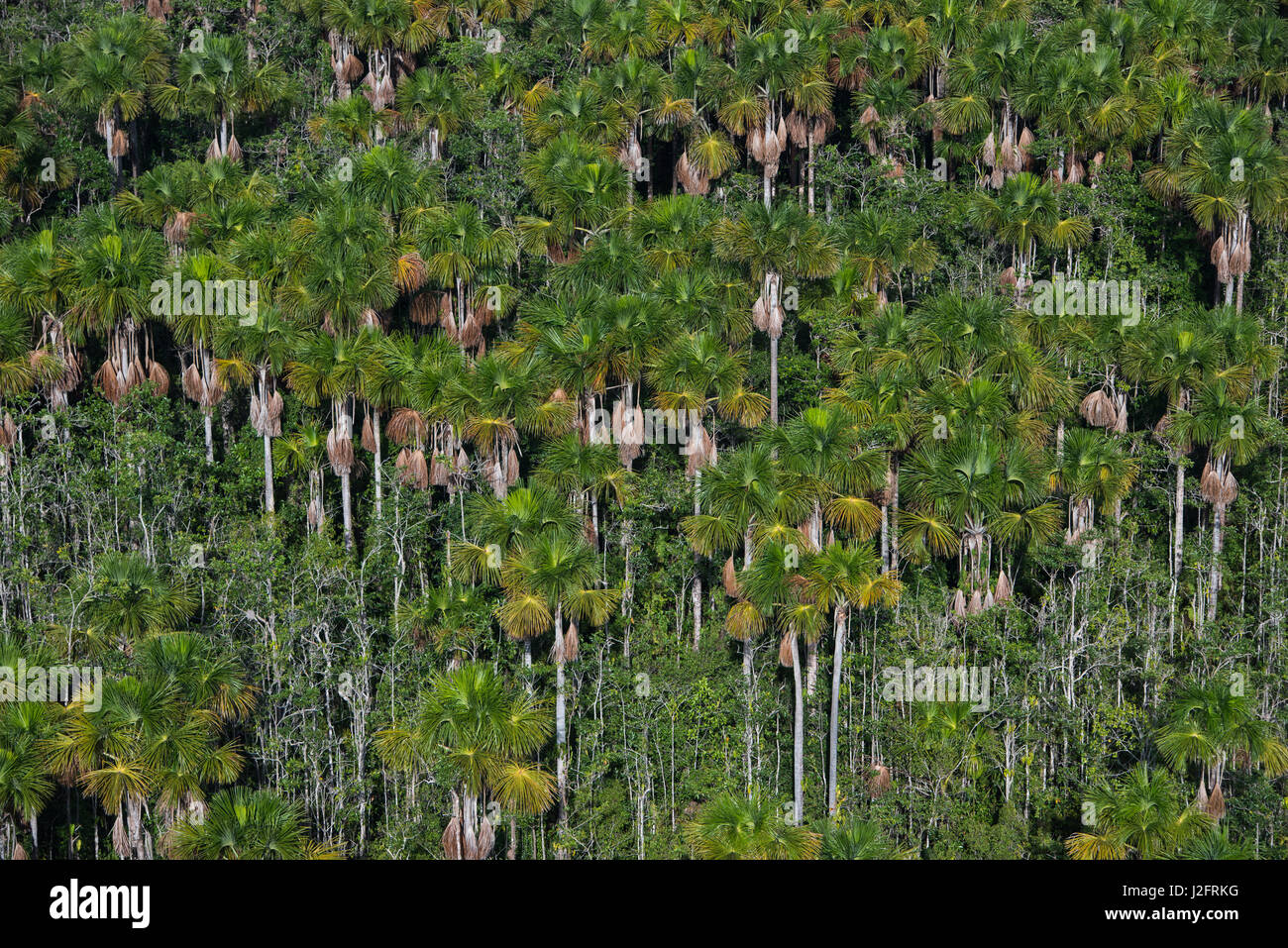 Mauritia (Moriche) Palme (Mauritia Flexuosa), Guyana. Für thatching verwendet Stockfoto