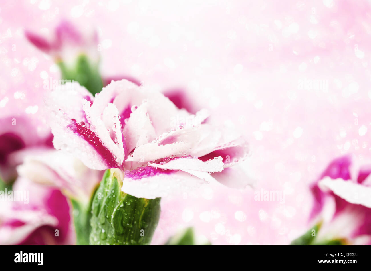 Sommer blühen, getönt, Licht und Herz Bokeh Hintergrund, Pastell und weiche rosa Blumenkarte. Stockfoto