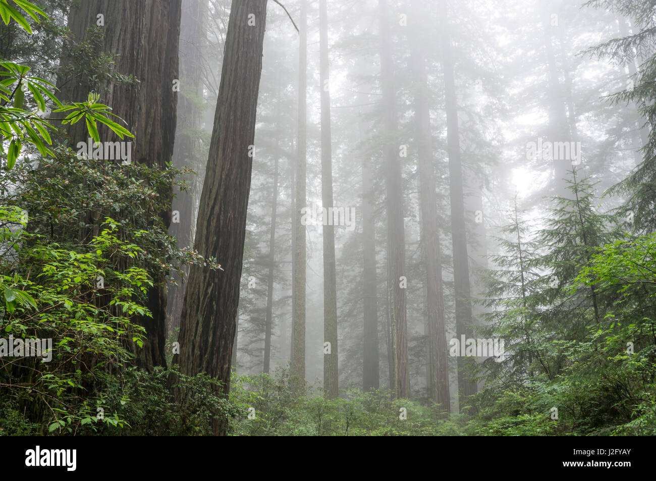 Lady Bird Johnson Grove, Prairie Creek Redwoods State Park, Redwood National und State Parks, California Stockfoto