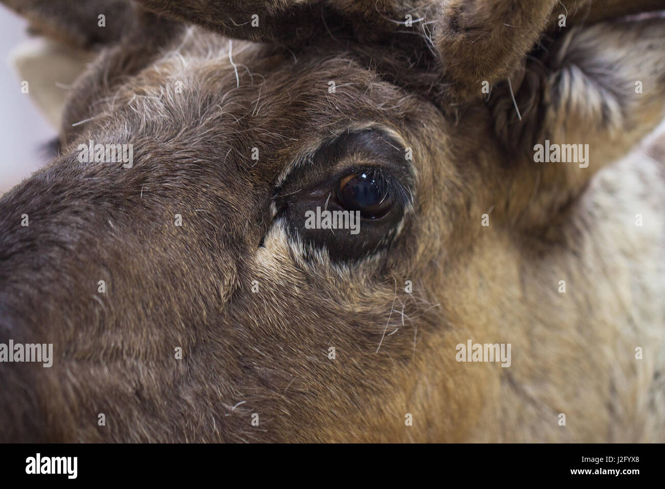 Nahaufnahme von einem Rentier in den braunen Pelzmantel. Clever und wachsamen Blick eines Hirsches. Porträt-Teil. Konzept-Umweltschutz, Ökologie und Christm Stockfoto