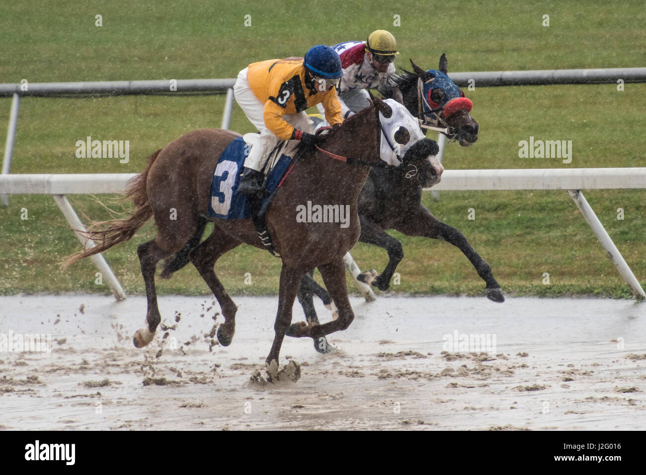 Pferde und Jockeys Kopf an Kopf Rennen im Regen, tiefen Tampa, Florida Stockfoto