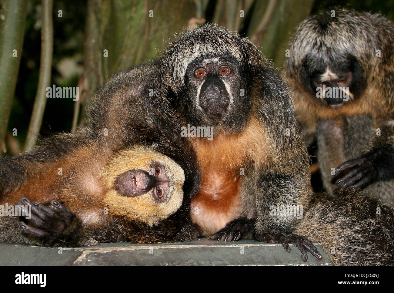 Weibliche südamerikanische weißen konfrontiert Saki Affen (Pithecia Pithecia) mit einem jungen Mann liegt auf seiner Seite (auf der linken Seite.) Stockfoto