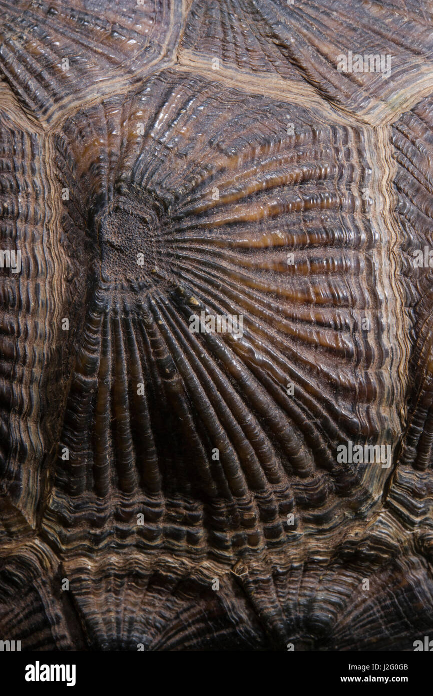 Holz-Schildkröte (Glyptemys Insculpta) Carapax Detail, Gefangenschaft, USA Stockfoto