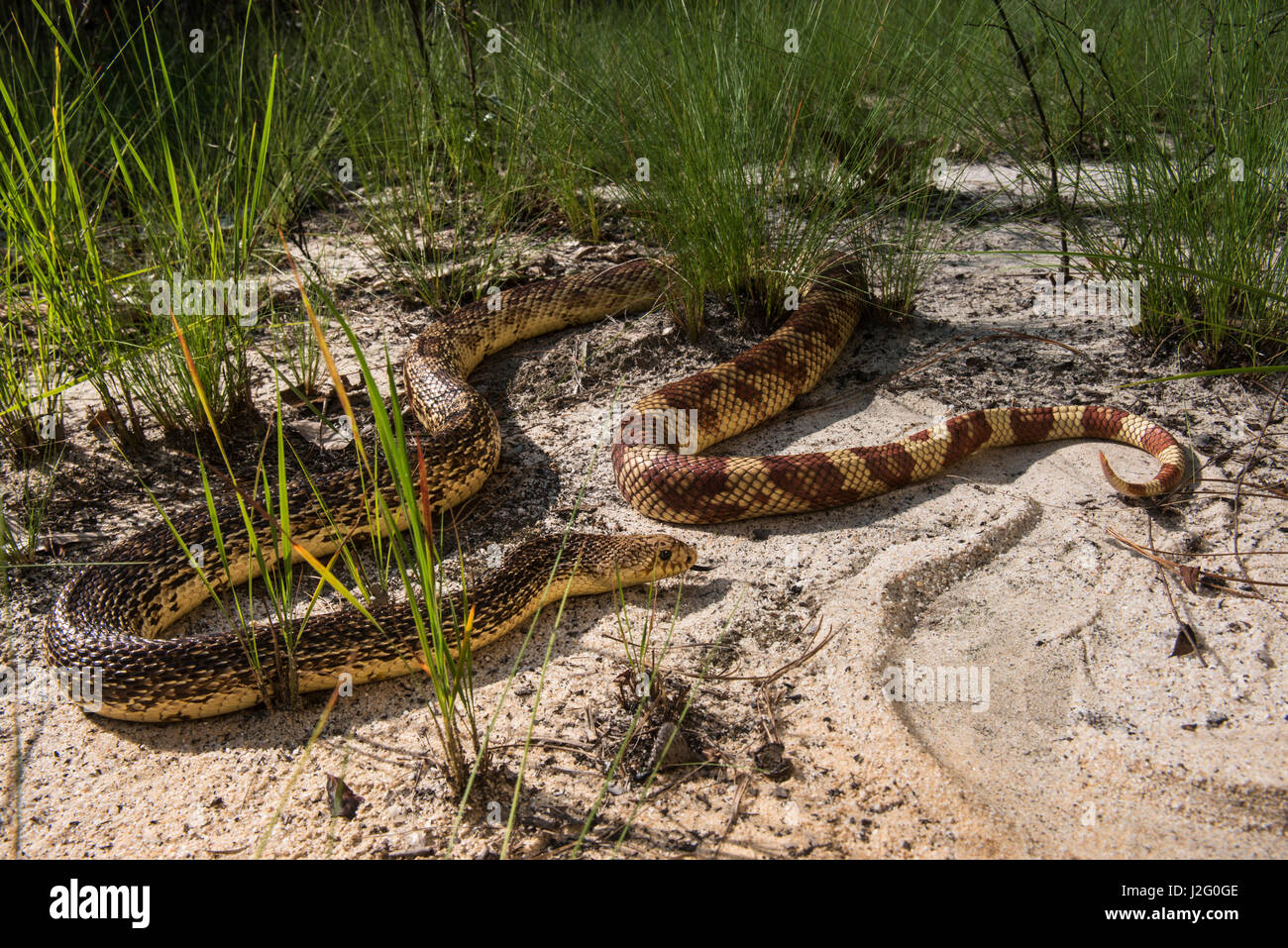 Florida Pine Snake (Pituophis Melanouecus Mugitus) in Gefangenschaft, die Orianne Indigo-Schlange zu bewahren, Telfair County. Georgia, USA Stockfoto