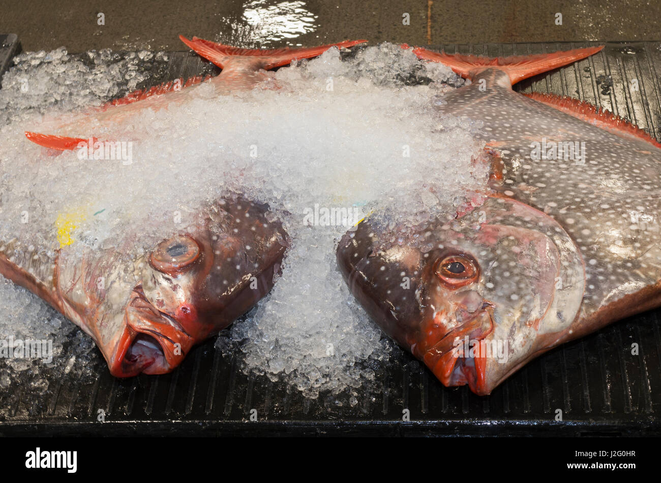 USA, Hawaii, Oahu, Honolulu. Opah oder Moonfish bei Honolulu Fischauktion, einzige kommerzielle frischer Thunfisch Auktion in USA. Stockfoto
