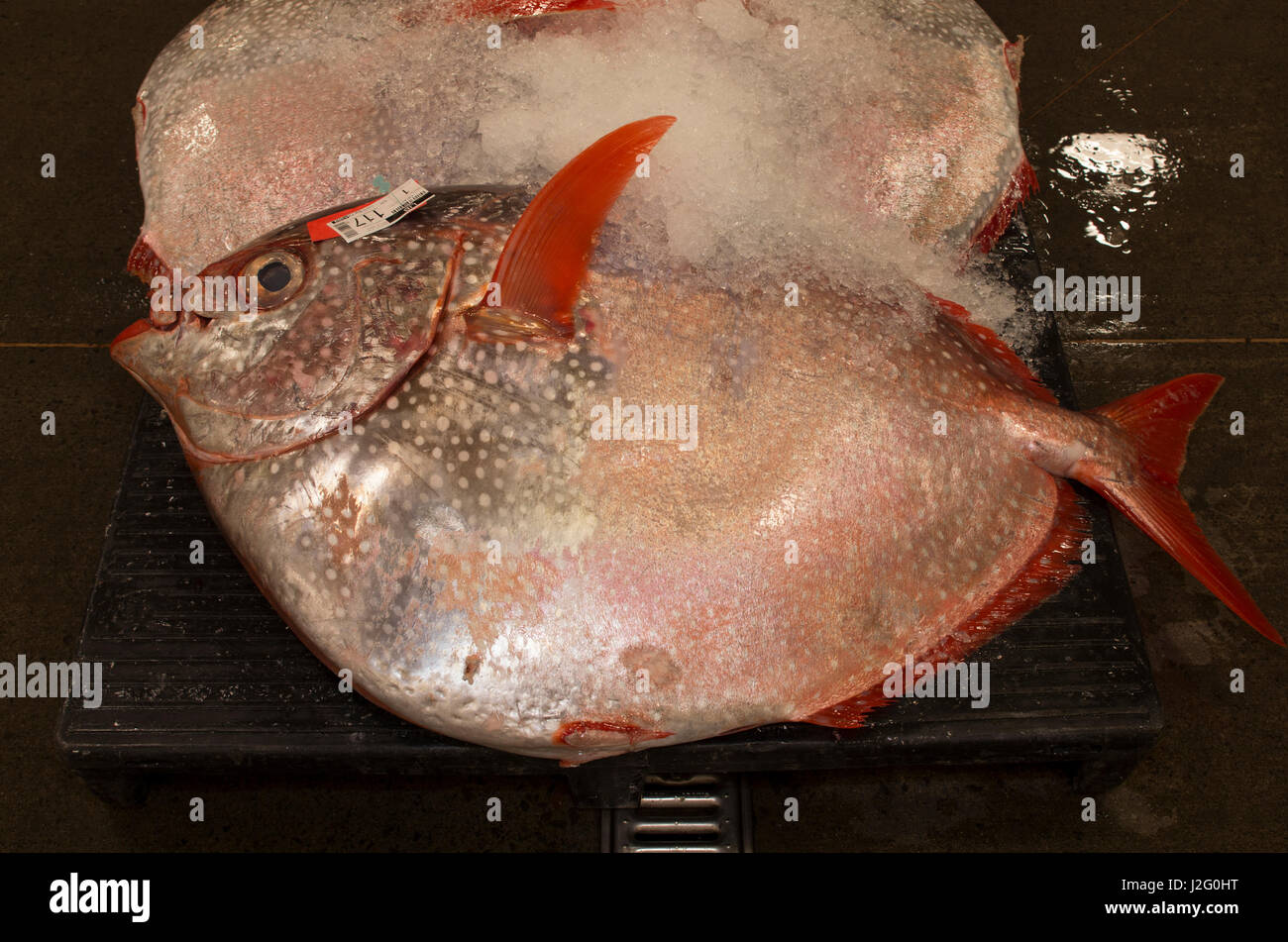 USA, Hawaii, Oahu, Honolulu. Opah oder Moonfish bei Honolulu Fischauktion, einzige kommerzielle frischer Thunfisch Auktion in USA. Stockfoto