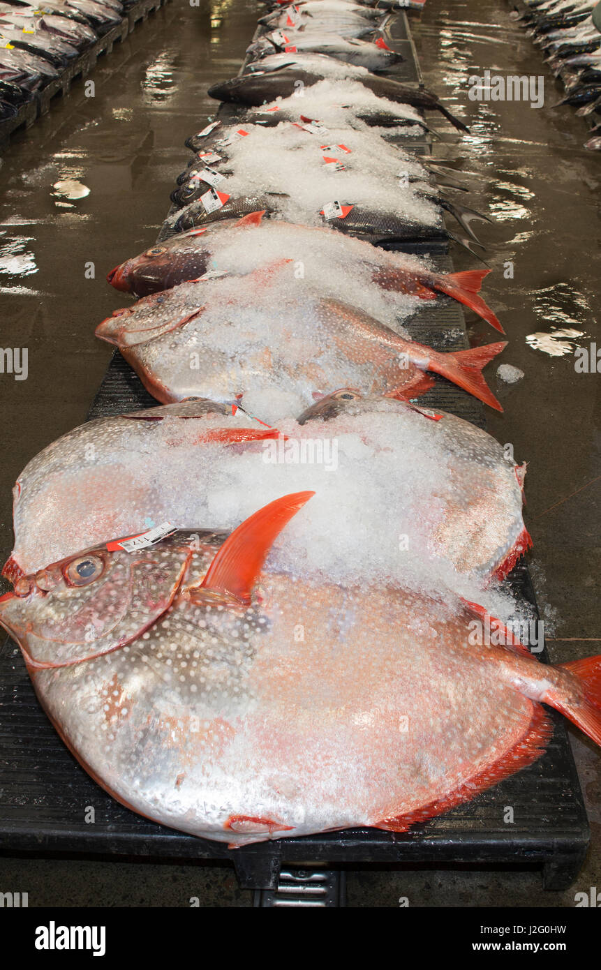 USA, Hawaii, Oahu, Honolulu. Opah oder Moonfish bei Honolulu Fischauktion, einzige kommerzielle frischer Thunfisch Auktion in USA. Stockfoto