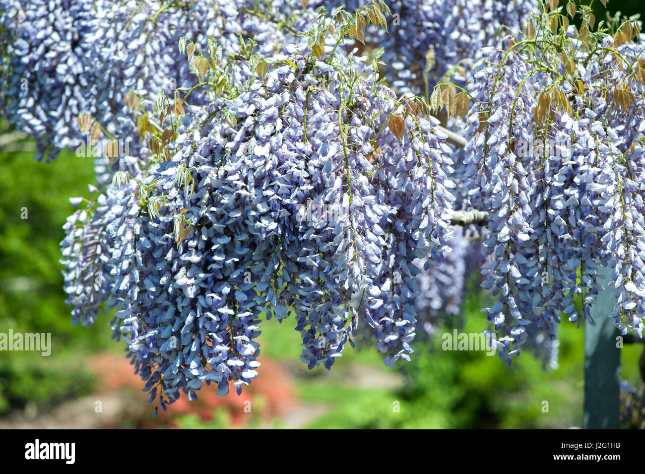 USA, Massachusetts, Boston, Arnold Arboretum, Wisteria Stockfoto