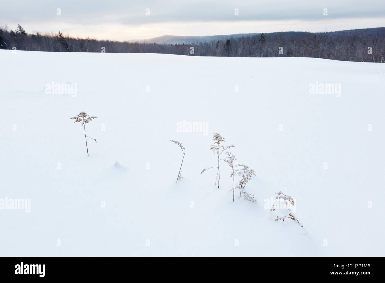 Unkraut-stick aus dem Schnee in einem Feld in Windsor, Massachusetts. Notchview Reservierung. Das Kuratorium der Reservierungen. Stockfoto