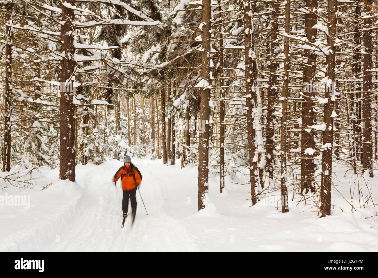 Ein Mann Langlaufen im Notchview-Reservat in Windsor, Massachusetts. Das Kuratorium der Reservierungen. Stockfoto