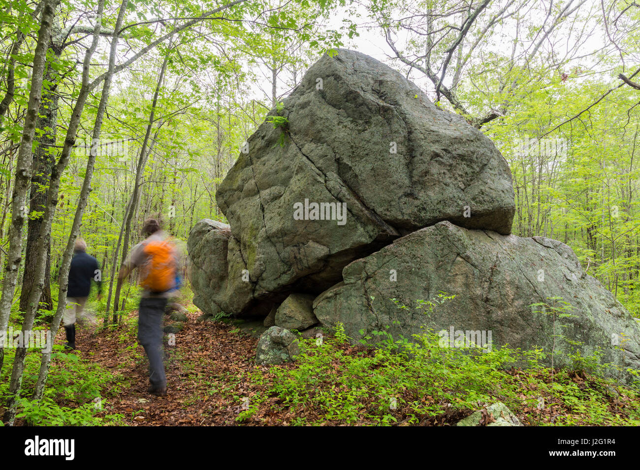 Zwei Männer Spaziergang vorbei an einer eiszeitlichen erratisch in den Wald auf einem Wildlands Vertrauen-Reservat in Brockton, Massachusetts. Stockfoto